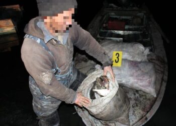 ШҚО-да браконьерден 100 келіге жуық балық тәркіленді
