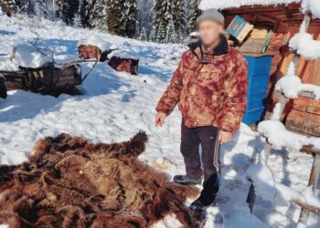 Шығыс Қазақстанда аю атқан браконьер ұсталды