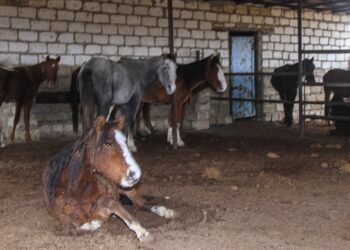 Маңғыстаудағы қуаңшылық: Жығылған жылқы мен жұқарған қалта