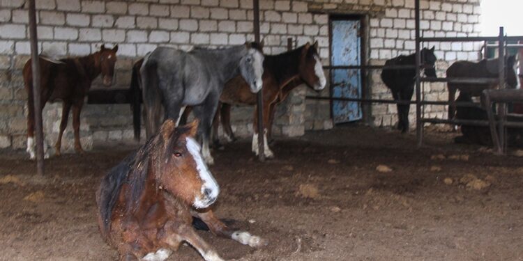 Маңғыстаудағы қуаңшылық: Жығылған жылқы мен жұқарған қалта