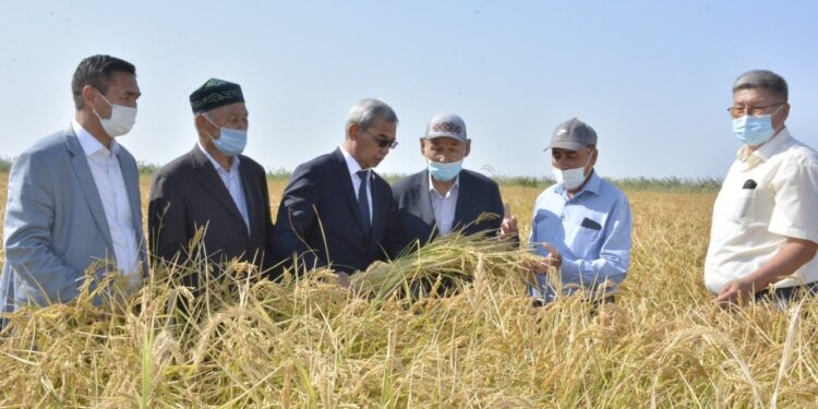 Шыққан күннің шапағындай Шиелі