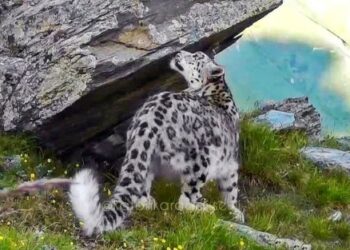 Барыс бейнесі