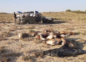 Қызылордада 17 ақбөкенді атқан браконьер ұсталды