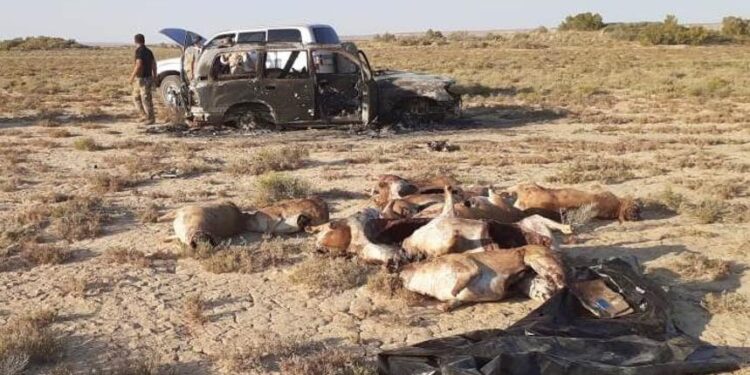 Қызылордада 17 ақбөкенді атқан браконьер ұсталды