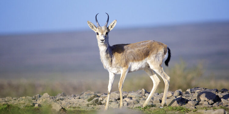 «Киік қасиетті жануар»: Мемлекет басшысы экология министріне сөгіс жариялады