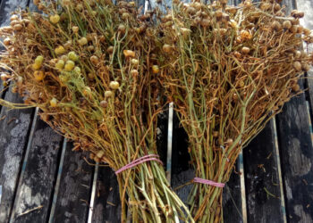 Адыраспан жайлы ақиқат