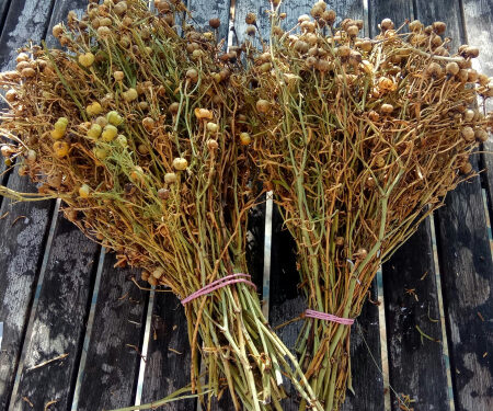 Адыраспан жайлы ақиқат