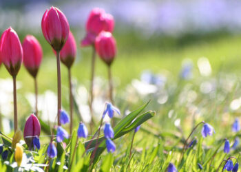 Наурызда қазақстандықтар қанша күн демалады?