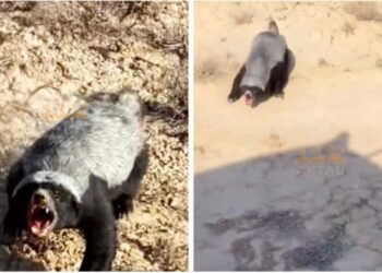 Маңғыстау даласында сирек кездесетін жануар видеоға түсіп қалды