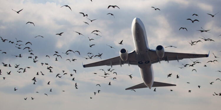 Бас прокурор: Әуежайлар маңында жемтік іздеген құстар жиналатын 350 ғимарат заңсыз салынған