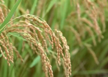 Начато расследование в отношении крупных производителей риса Кызылординской области