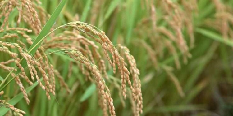 Начато расследование в отношении крупных производителей риса Кызылординской области