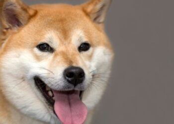 Илон Маск Twitter-ге бас директор етіп итті тағайындады