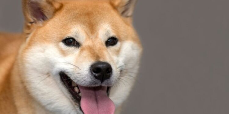 Илон Маск Twitter-ге бас директор етіп итті тағайындады