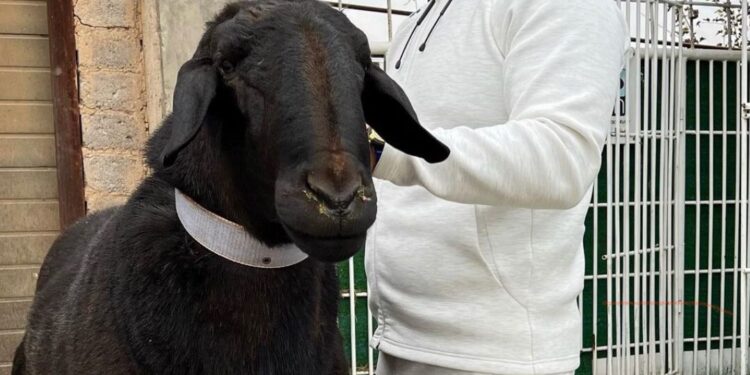 Салмағы 230 келі қой Қазақстанның рекордтар кітабына енді