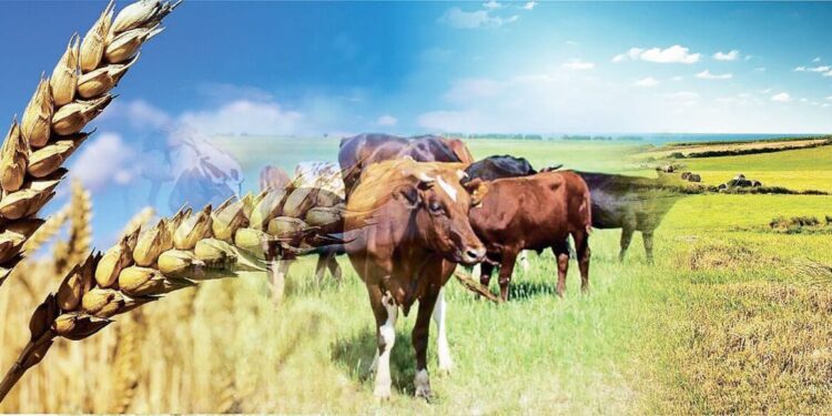 Ауыл шаруашылығы кооперативтеріне 1 трлн теңгеге жуық қаржы бөлінеді