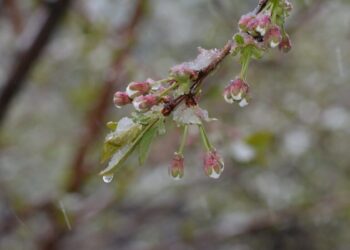 Ертең дауыл соғып, үсік жүреді