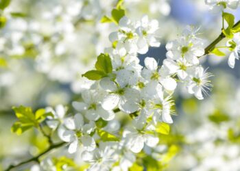 Елімізде 33 градусқа дейін күн ысиды