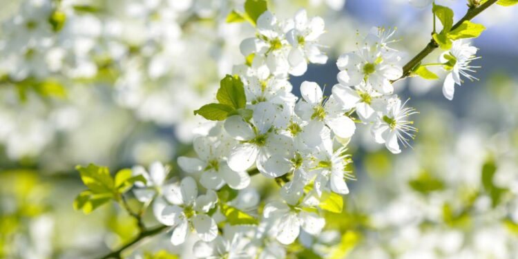 Елімізде 33 градусқа дейін күн ысиды