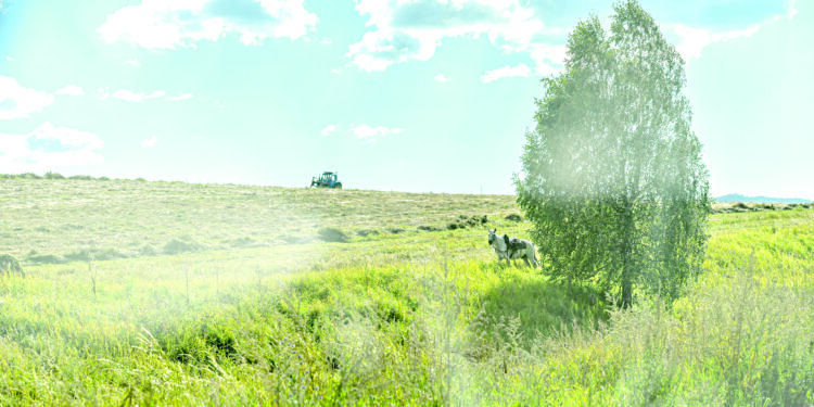 Латифундистер заңға бағынбай ма?