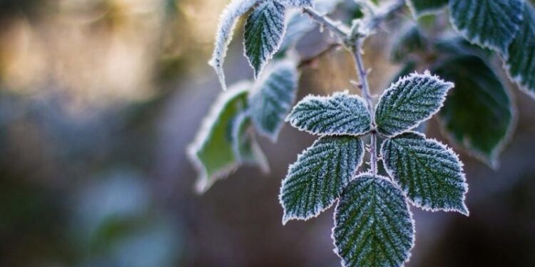 Қазақстанда 2 градусқа дейін үсік жүреді