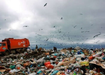 Көкөністі қоқысқа тастағандарға кешірім жоқ