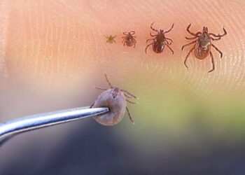 Түркістанда Конго-Қырым қанды безгегін жұқтырған бала қайтыс болды