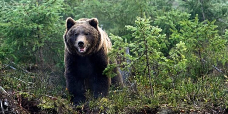 СҚО-да аюға тамақ беремін деген азамат қолынан айырылды