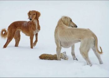 Казахским тазы присуждены наивысшие титулы на чемпионате мира в Женеве