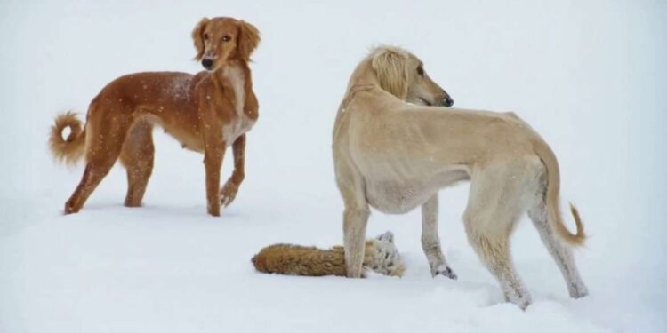 Казахским тазы присуждены наивысшие титулы на чемпионате мира в Женеве