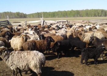 Павлодар облысында бұралқы иттер бір үйдің 83 қойын қырып кеткен