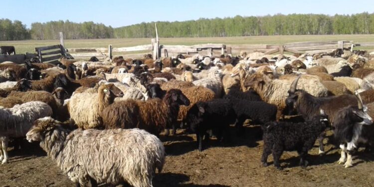 Павлодар облысында бұралқы иттер бір үйдің 83 қойын қырып кеткен