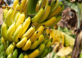 Қазақстанда алғаш рет банан өсіріле бастады