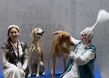 Қазақтың тазысы әлем чемпионатында жеңімпаз атанды