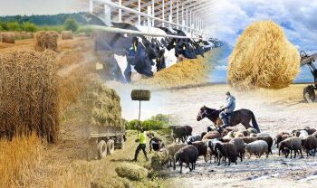 Төрт түлік түгел ме?