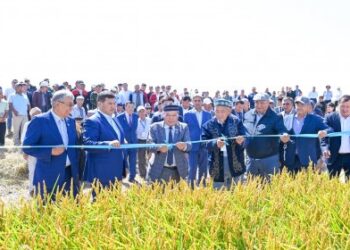 Күріш пісті, орақ түсті