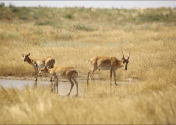 Қазақстанда киіктерді атуға ресми түрде рұқсат беріледі