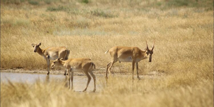 Қазақстанда киіктерді атуға ресми түрде рұқсат беріледі