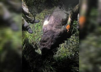 ШҚО-да аюды атқан браконьер ұсталды