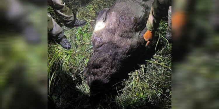 ШҚО-да аюды атқан браконьер ұсталды