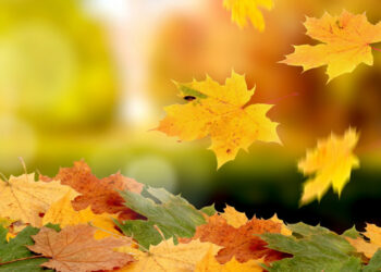 Алдағы үш күнде күн жылы болады