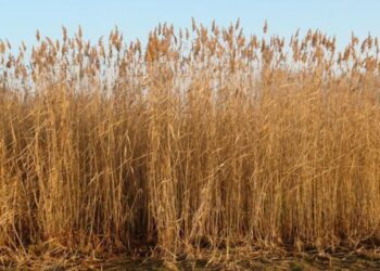 «Пандемиядан соң сұраныс артқан». Жылына 1-2 млрд теңге табыс табуға болатын кәсіп