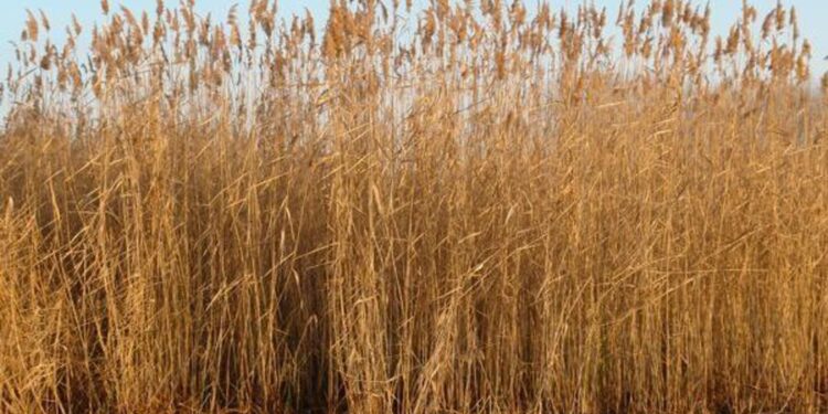 «Пандемиядан соң сұраныс артқан». Жылына 1-2 млрд теңге табыс табуға болатын кәсіп