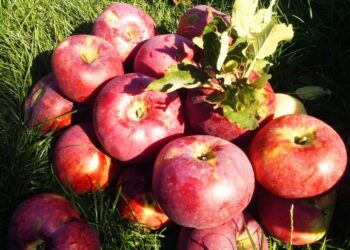 Апорттың Отаны Қазақстан екенін дәлелдеуге қанша уақыт керек?