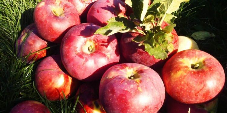 Апорттың Отаны Қазақстан екенін дәлелдеуге қанша уақыт керек?