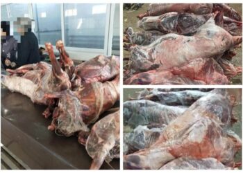 АШМ киіктердің етін қайда сататынын білмейді