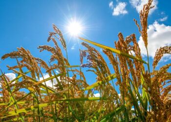 Сыр өнімі 21 елге экспортталды