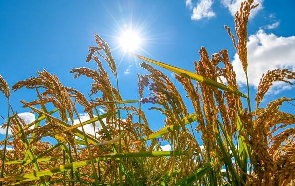 Сыр өнімі 21 елге экспортталды