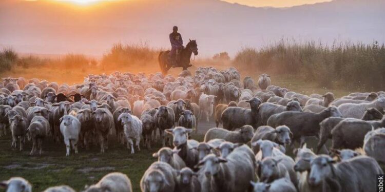 Малшы табу – машақат