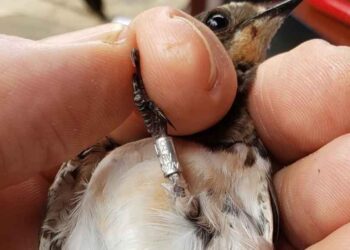 Сенсация: ласточку из Алматы обнаружили в Кении